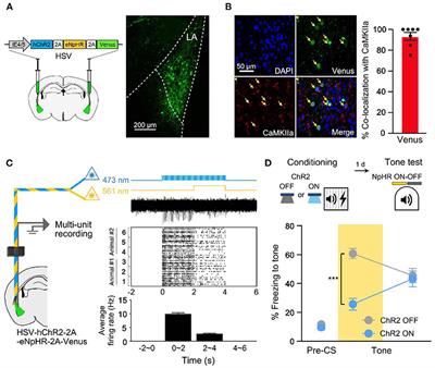 Excitability-Independent Memory Allocation for Repeated Event